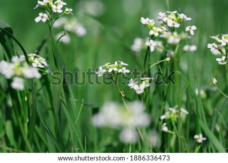 Natural WhiteFlower Through Green Nature Grass.