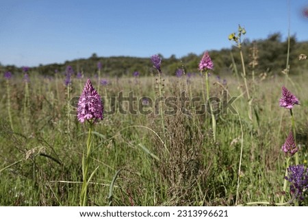 Natural wide-angle closeup on the purple flower of the European perennial herbaceous Pyramidal Orchid, Anacamptis pyramidalis
