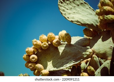 Natural Wild Edible Prickly Pear Cactus Aka Opuntia Ficus Indica Aka Indian Fig In Calabria Toned To Warm Deep Blue