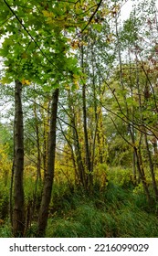 Natural, Wild Part Of Public Park. Trees In Natural Environment During Autumn. 