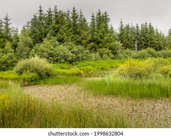 Natural Wild Pool, Pond Well Established. UK.