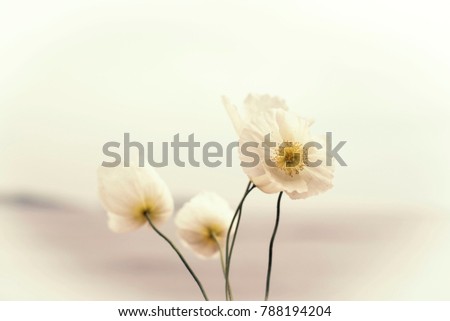 Similar – Image, Stock Photo poppy seed