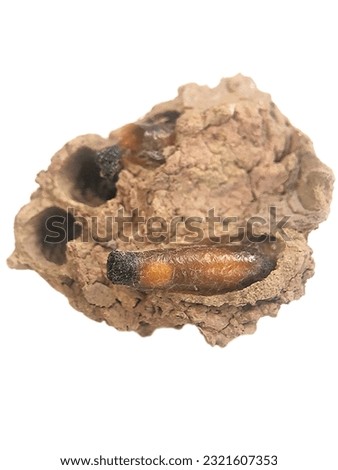 natural winged insect larvae nest