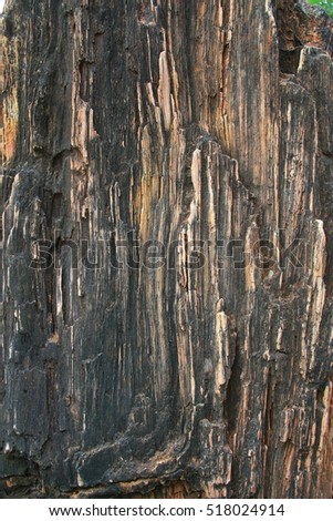 Similar – burnt tree bark after a forest fire