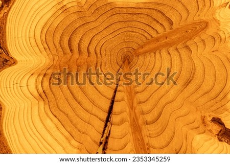 Natural wood round disc of sequoioideae redwoods 