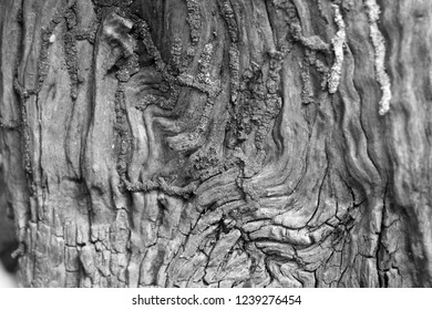 Natural Wood Texture Decay Pattern Colors Stock Photo 1239276454 ...