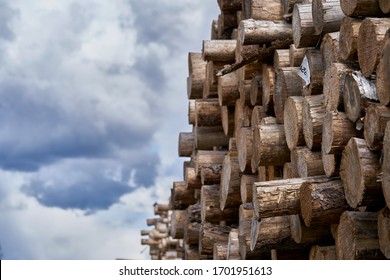 Natural wooden background - closeup of chopped firewood. Firewood stacked and prepared for winter Pile of wood logs.