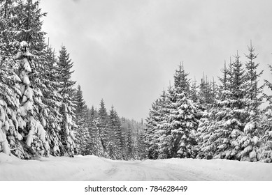 Natural woods in old forests, snow cover, as in drawings.