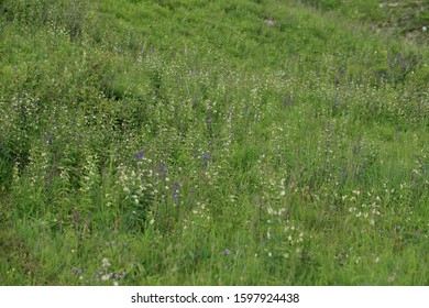 Natural Xerothermic Grassland With Rare Plant Near Pinczow In Poland