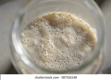 Natural Yeast Sourdough Starter Culture Used To Raise Doughs When Making Sourdough Bread.