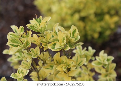 natural yellow botanical background with green leaves on a brown bokeh of the earth, summer shrub