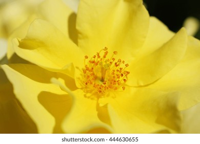 the natural yellow rose closeup; shallow depth of field