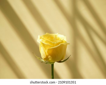 Natural yellow rose flower botanical against sunlight drop shadow window and neutral pastel grey, beige abstract background. Organic photography, minimal, fine art style.