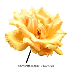 Natural yellow rose flower isolated on white