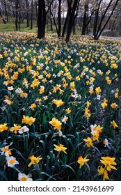 Naturalized Daffodils Fill A Hillside At An Arboretum In DuPage County, Illinois