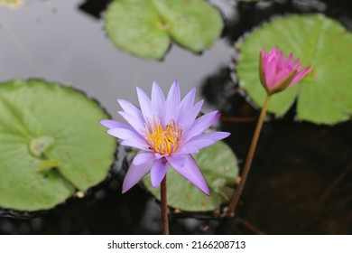 Naturally beautiful lotus flowers blooming by the pool.
