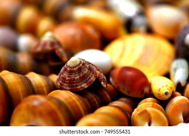 naturally colored seashells for background