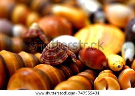 naturally colored seashells for background