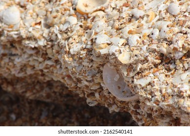 Naturally Formed Coquina Rock On The Beach