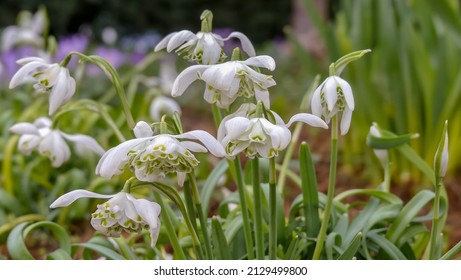 Naturally growing clump of double snowdrops (Galanthus nivalis f. pleniflorus) called Flore Pleno.  Landscape image with space for text) Selective focus on one flowerhead. England. - Shutterstock ID 2129499800