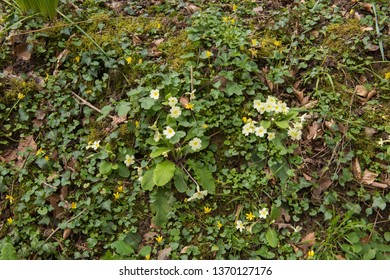 Naturally Growing Spring Wild Primroses (Primula vulgaris) on a Bank in the Countryside of Rural Devon, England, UK