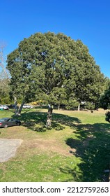 Natural,summer,blue,landscape,tree,park,blue Sky Spring,relaxing,garden,outdoor,forest,green,grass,walking,fruit,beautiful,happy,season,children,sun,car,dreams,real,love, Magic, Garden Music Class