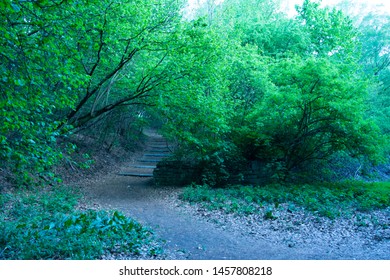 NAture 2018 Poland Forrest And Land