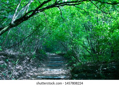 NAture 2018 Poland Forrest And Land