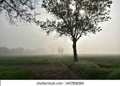 NAture 2018 Poland Forrest And Land