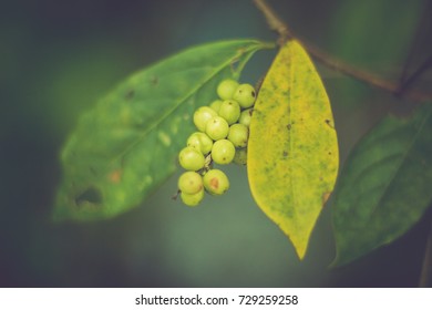 nature