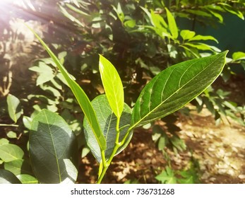 nature