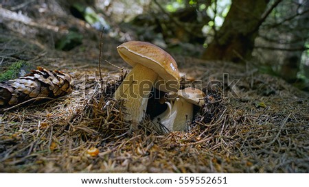 Similar – Tannenzäpfle Mushroom