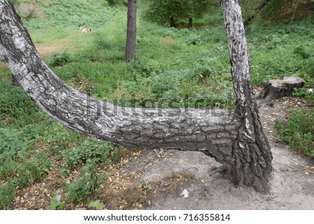 Similar – Image, Stock Photo Holzpaddel lehnt, halb von der Trauerweide bedeckt, an der sonnenwarmen Steinmauer.