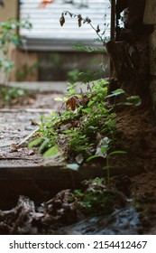 Nature In An Abandoned Asylum