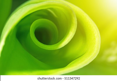 Abstrakter Naturhintergrund, grünes Spiralblatt mit Sonnenlicht, Umweltkonzept