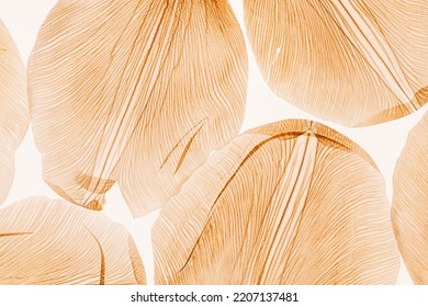 Nature Abstract Of Flower Petals, Beige Transparent Leaves With Natural Texture As Natural Background Or Wallpaper. Macro Texture, Neutral Color Aesthetic Photo With Veins Of Leaf, Botanical Design.