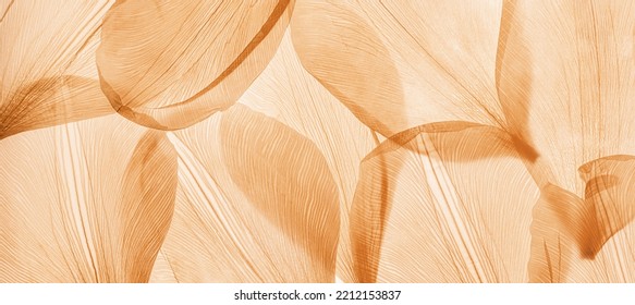 Nature abstract of flower petals, beige transparent leaves with natural texture as natural background, wide banner. Macro texture, neutral color aesthetic photo with veins of leaf, botanical design.