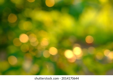 Nature Abstract Green And Yellow Gold Bokeh Blurred Background,Sunlight Shining To The Leaves Under The Tree.Beautiful Nature Bokeh Background Of Blurry Sunset Landscape And Defocused Round Particles