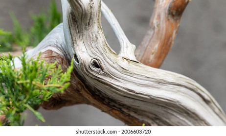 Nature Abstract – Naturally Weathered Wood Of A Mature Bonsai Tree