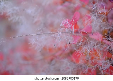 Nature Abstract Red Bokeh Blurred Background Defocused Tree, Nature .High Quality 4k Footage