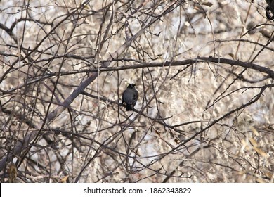 Nature Along The Jordan River, Utah