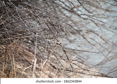 Nature Along The Jordan River, Utah