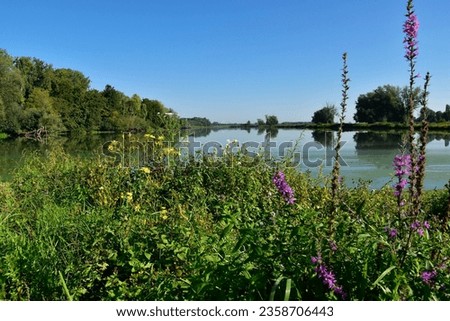 Nature along the rivier Meuse in Belgium