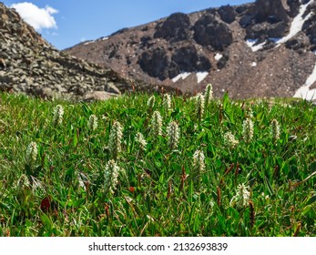 Nature of Altai mountains: Salix Arctica (arctic willow). Blooming Arctic willow. Plants growing in the tundra in the Arctic. Wildflowers of the polar region.