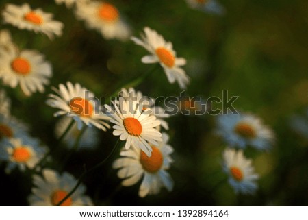 Similar – Image, Stock Photo small white Flower Plant