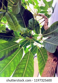 Nature and its angle