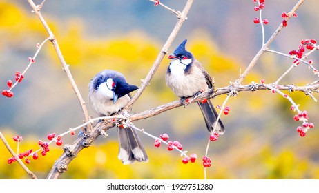 Nature Animal Bird Is Resting Snow Green Cherry