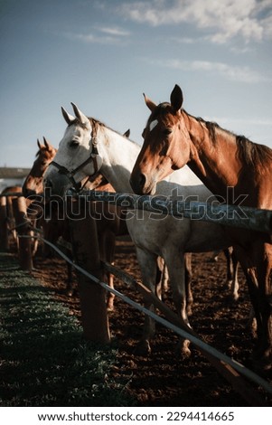 nature animal horses farming agriculture