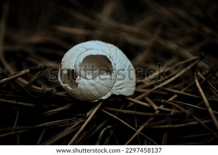 Nature animal white black snail