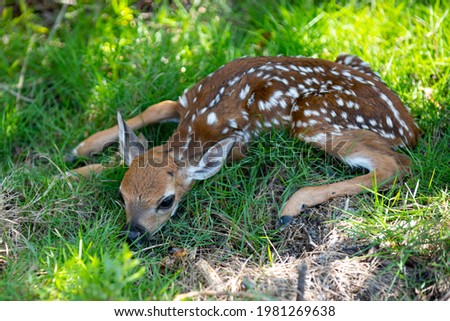 Nature animals concept. Baby roedeer capreolus. Newborn Deers bambi and wild spring animals concept. Fawn Resting.
